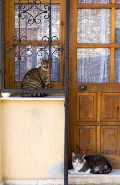 City-Cats-in-doorway